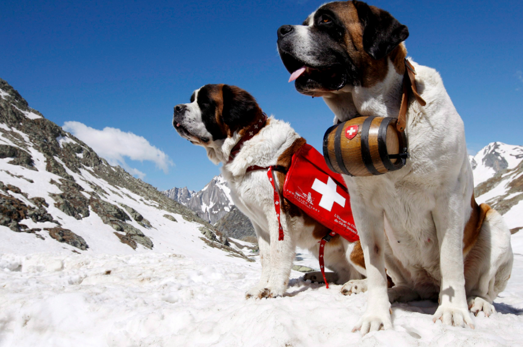 Mountain Rescue Dogs Powderhoundlondon