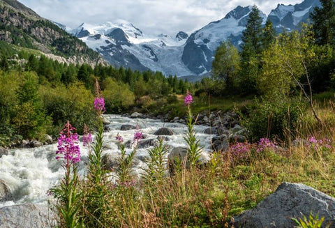 Best alpine walking trails to see alpine flowers Powderhoundlondon