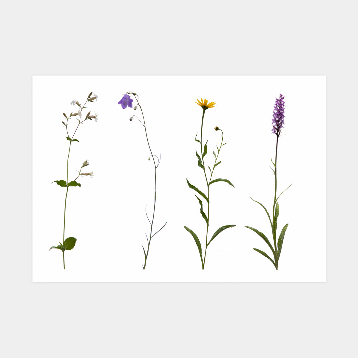 Alpine Flowers, mountain art print by Natasha Durlacher