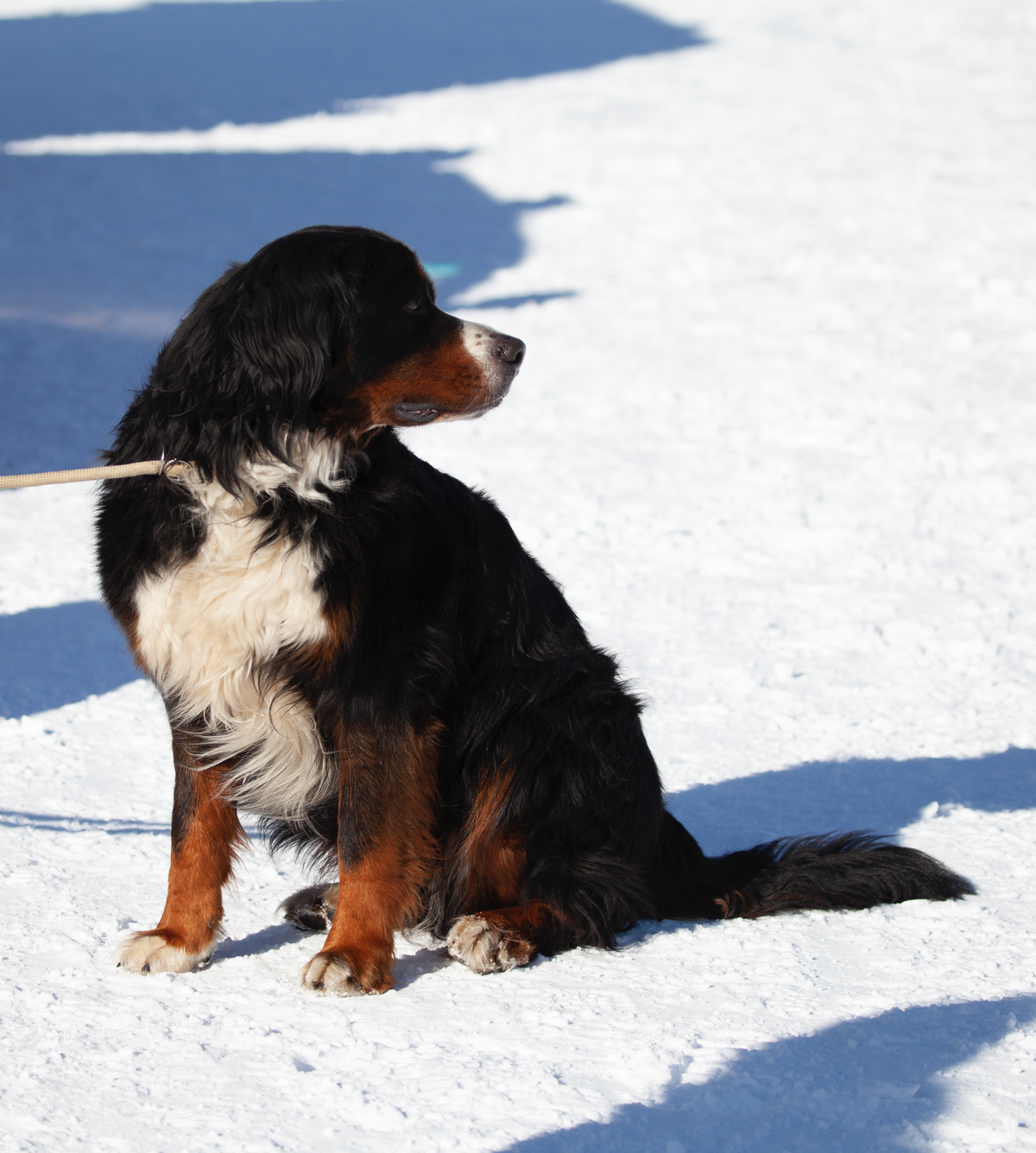 The Bernese Mountain Dog: Life at Altitude
